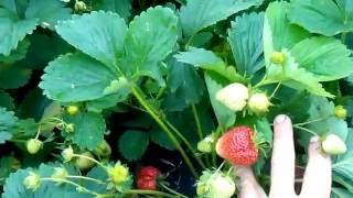 Серая гниль клубники,как защитить ягоды
