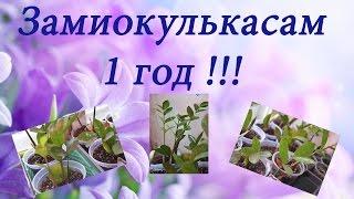 Замиокулькасам 1 год!!!