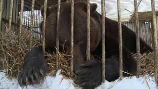 Косолапый беженец. Медведя из Донбасса спасли и перевезли в Россию