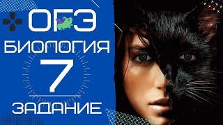 ОГЭ Биология 2020. Задание 7 Рохлов УСЫ