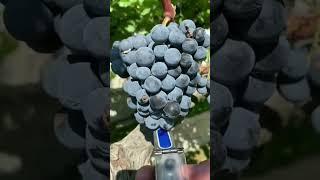 Grapes Quality #agribusiness #agricultural#agriculture#agriculturelife #farmers #shortsvideo #shorts