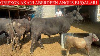 ORIFXON AKANI ABERDEEN ANGUS GERFOD BUQALARI KELDI NARXLARNI ZOR AYTDI TAROZIGAHAM BERILADI