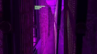 Hydroponic farming in a shipping container at King Tide Farms #farming #sustainability #vegetables