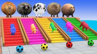 5 Giant Duck Game,Super Mario ,Tiger, Cow,Lion,Paint Wild Animals Crossing Fountain Animation