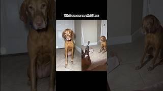 Here is the results! #foryou #trend #viralvideo #puppy