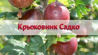 Крыжовник обыкновенная Садко  Обзор: посадка и уход. крупномеры крыжовника: описание и особенности