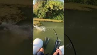 Catfish attacked сом атакует приманку #fishing #сом