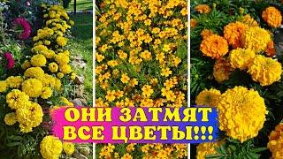 ОНИ ЗАТМЯТ ВСЕ ЦВЕТЫ! Самые КРАСИВЫЕ и НЕОБЫЧНЫЕ сорта бархатцев!