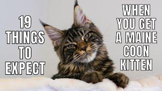 19 Things to EXPECT When You Get a Maine Coon Kitten