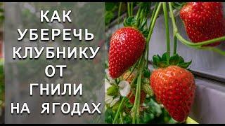Эта подкормка позволит клубнике никогда не гнить даже если идут дожди!