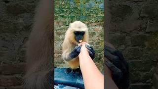 Hanumanji#trending