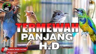 MASTERAN TERMEWAH  PANJANG FULL HD DI MUKA BUMI COCOK UNTUK SEMUA JENIS BURUNG KICAU !!