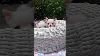 TINY CHIHUAHUA CUP SIZE PUP } SCOOBY KENNEL {8860296373} #chihuahua #dog #petsofinstagram #puppy