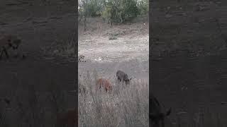 Compatto .22 Air Rifle Drops a Hog!