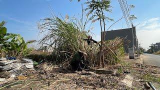 The bamboo girl lives by a sidewalk full of trash and a foul smell; we cleaned it, what about you?