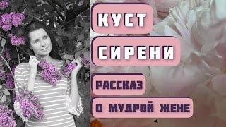 КУСТ СИРЕНИ. А.И.Куприн. Интересная семейная история о мудрой жене. Читает Светлана Копылова.