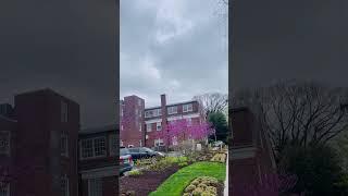 # BEAUTIFUL SPRING VALLEY COMMUNITY @ DC# AWESOME SHORT YT POST# FANTASTIC YT VIRAL VIDEO #@ 