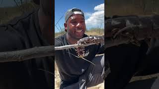 A giant Venezuelan centipede in the wild! Crazy! #animals #nature #animal