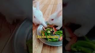 #viral #cute #rabbit #baby #bunny #goplu #like #subscribe #shortvideo