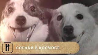 СОБАКИ В КОСМОСЕ. Документальный фильм. Исторический Проект