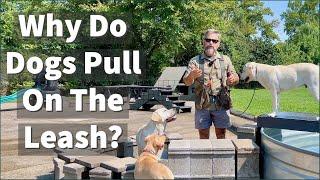 Why Do Dogs Pull On The Leash?