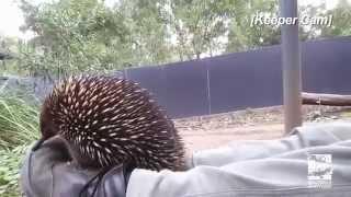 Echidna sneezing