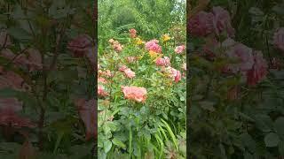 11.06.2025.Kashkadarya