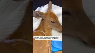 The man rescue poor deer from busy street #deer​ #babydeer​ ​ #shorts