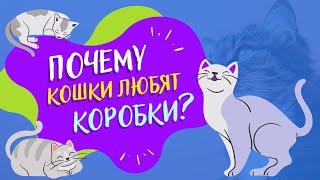 Почему кошки любят сидеть в коробах? | ВСЁ ОБО ВСЁМ