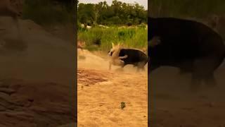 Encounter between Lion and wild buffalo #animals #shorts #wildlifefight #natureshorts #wildlife