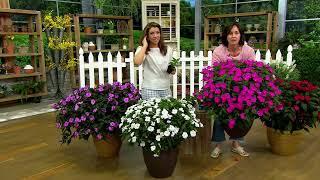 Cottage Farms 4-Piece SunPatiens Live Plant Collection on QVC