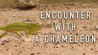 Ep. 11: Chameleon | ROAM with Xtina Parks