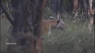 Tiger chasing Indian Gaur.