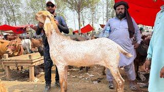 Mandi Ka Rasta Khul Diya Hai Shahpur Kanjra Live Soda Makhi Chena Bakre Mazhar Biba Official