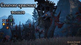 Селение Красных Волков. Лут, серебро, опыт. Black Desert