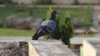 pigeon  #viral #shortvideo #youtuber #video #reels #reels #bodybuilding #reels #song #reels #vlogs