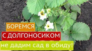 СДЕЛАЙТЕ ЭТО И ПОПРОЩАЙТЕСЬ С МАЛИННО-ЗЕМЛЯНИЧНЫМ ДОЛГОНОСИКОМ!