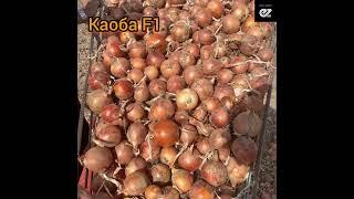 Каоба F1/ Caoba 