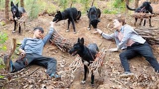 SMART DOG transports firewood down the mountain - Unexpected ACCIDENT