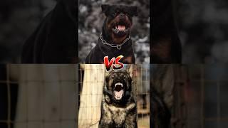 rottweiler VS German shepherd VS pitbull