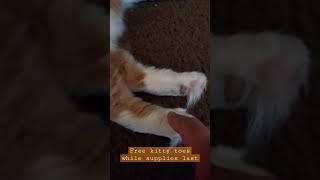 I see kitty toes #cat #catlover #catstuff #catvideos #sunny #trending #cute #catvideo #toes