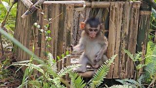 The Nahu monkey's house in the deep forest was destroyed