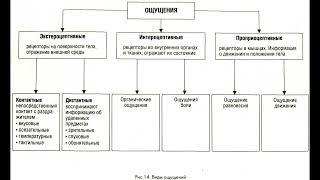 8. Ощущения, их виды и связь с материальным миром. ГОСЫ по психологии. Общая психология