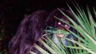 Bigfoot Top Topics with Tim T In Florida, Bigfoot Anon and LIB