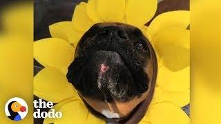 4 Reasons Why Boxer Dogs Are the Weirdest (But the Cutest) | The Dodo