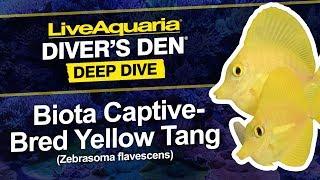 LiveAquaria® Diver’s Den® Deep Dive: Biota Captive-Bred Yellow Tang (Zebrasoma flavescens)