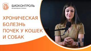  Болезни почек у питомцев: симптомы, лечение, прогнозы. Хроническая болезнь почек у кошек и собак.