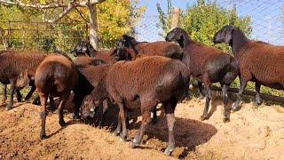 Hissori sovliq Qóylar (Tomosha) | Hissar sheep on pasture