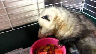 06-10-2014 Carstruck opossum taking first bite of food