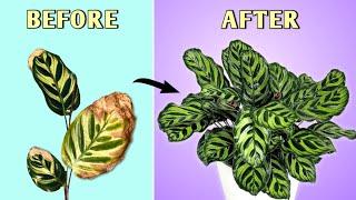 Grow Best Ever Calathea - 6 Essential Calathea Plant Care Tips// Prayer Plant Care